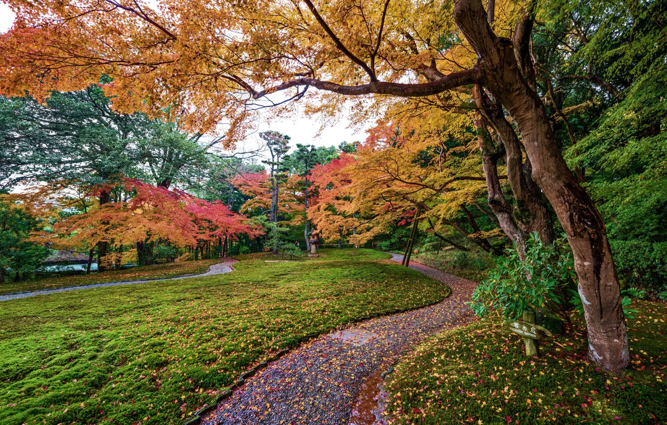 Фото обои осень, листья, деревья, парк