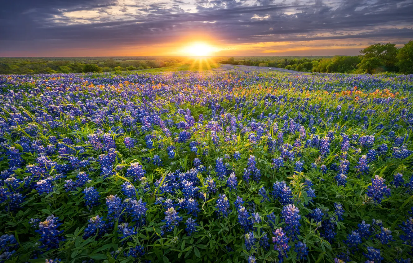 Фото обои поле, цветы, люпины