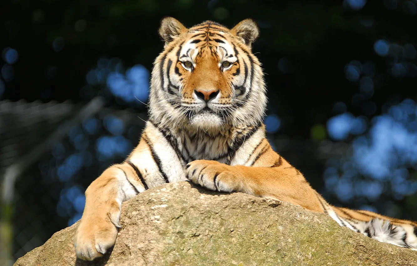 Фото обои взгляд, тигр, отдых, камень, амурский