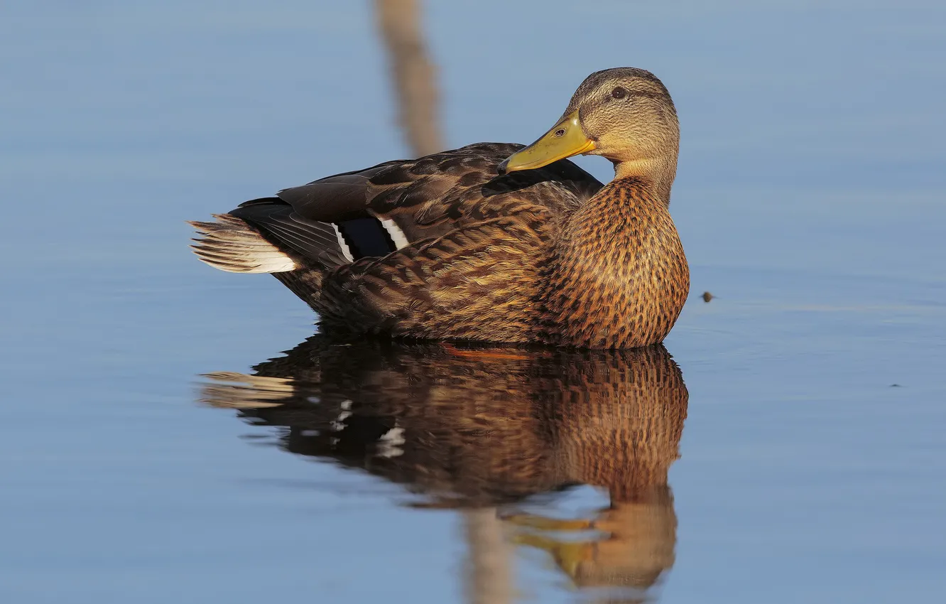 Селезень на воде. Перо утки селезня. Утка 0. Утка 0. Утки.