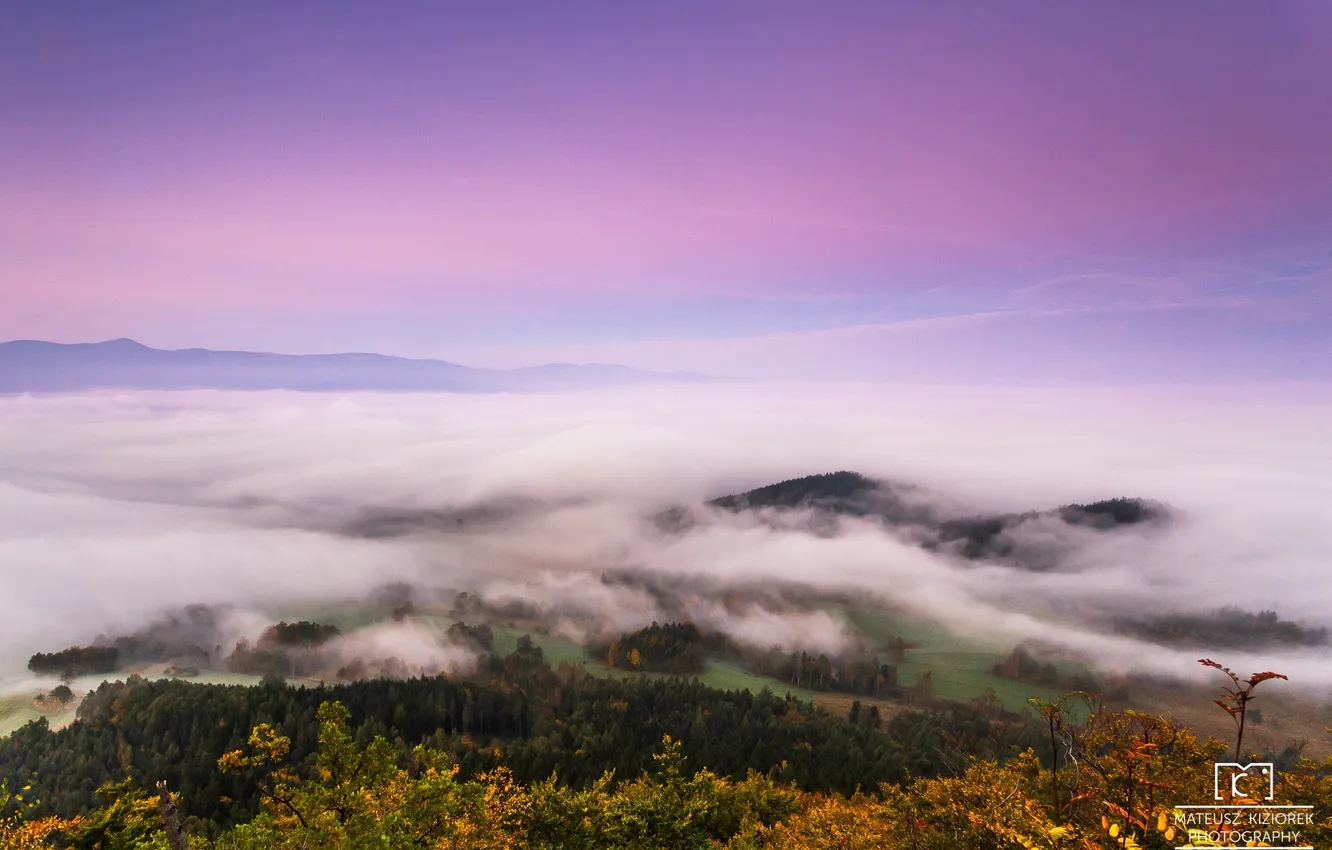 Фото обои лес, облака, закат, природа, высота, сумерки