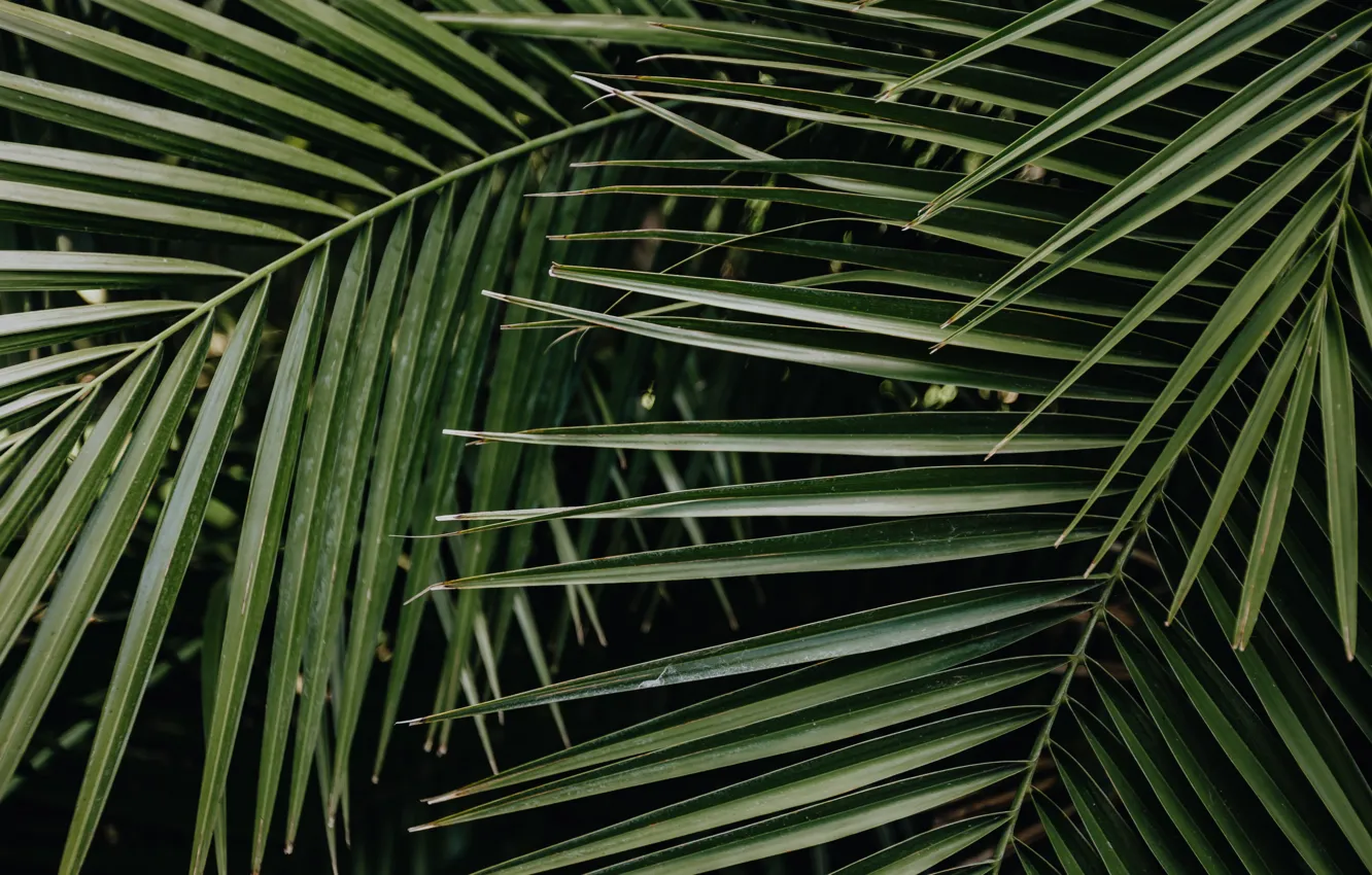 Фото обои green, leaves, palm