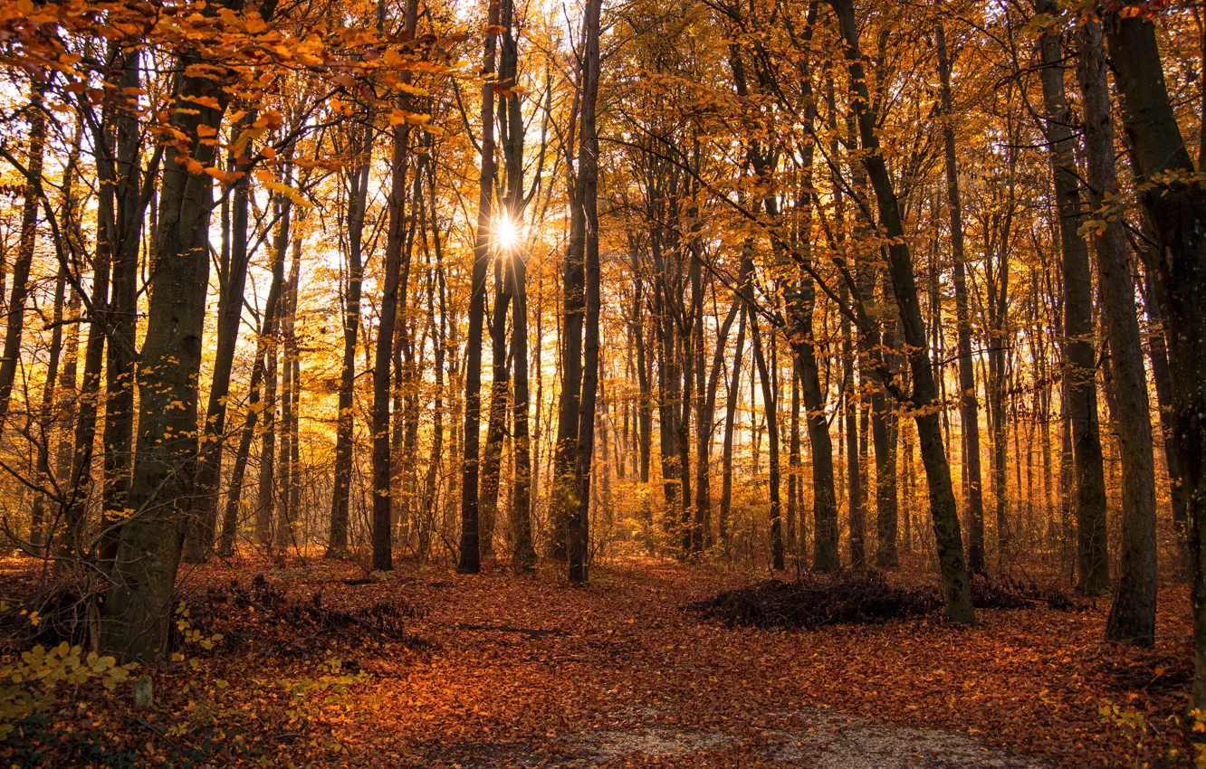 Фото обои осень, лес, листья, деревья, парк, лучи солнца, жёлтые
