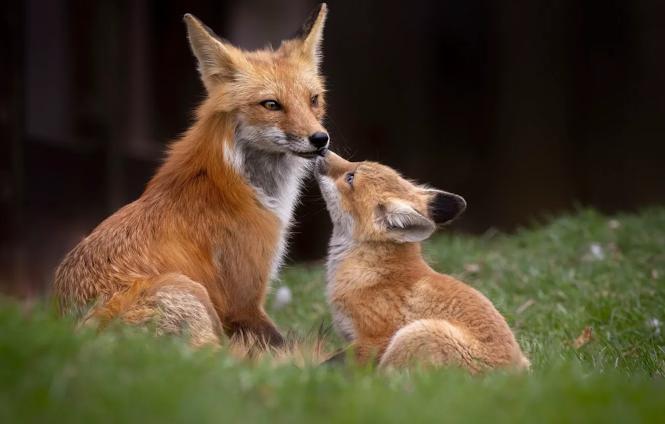 Фото обои трава, природа, поза, поляна, лиса, лис, парочка, сидит