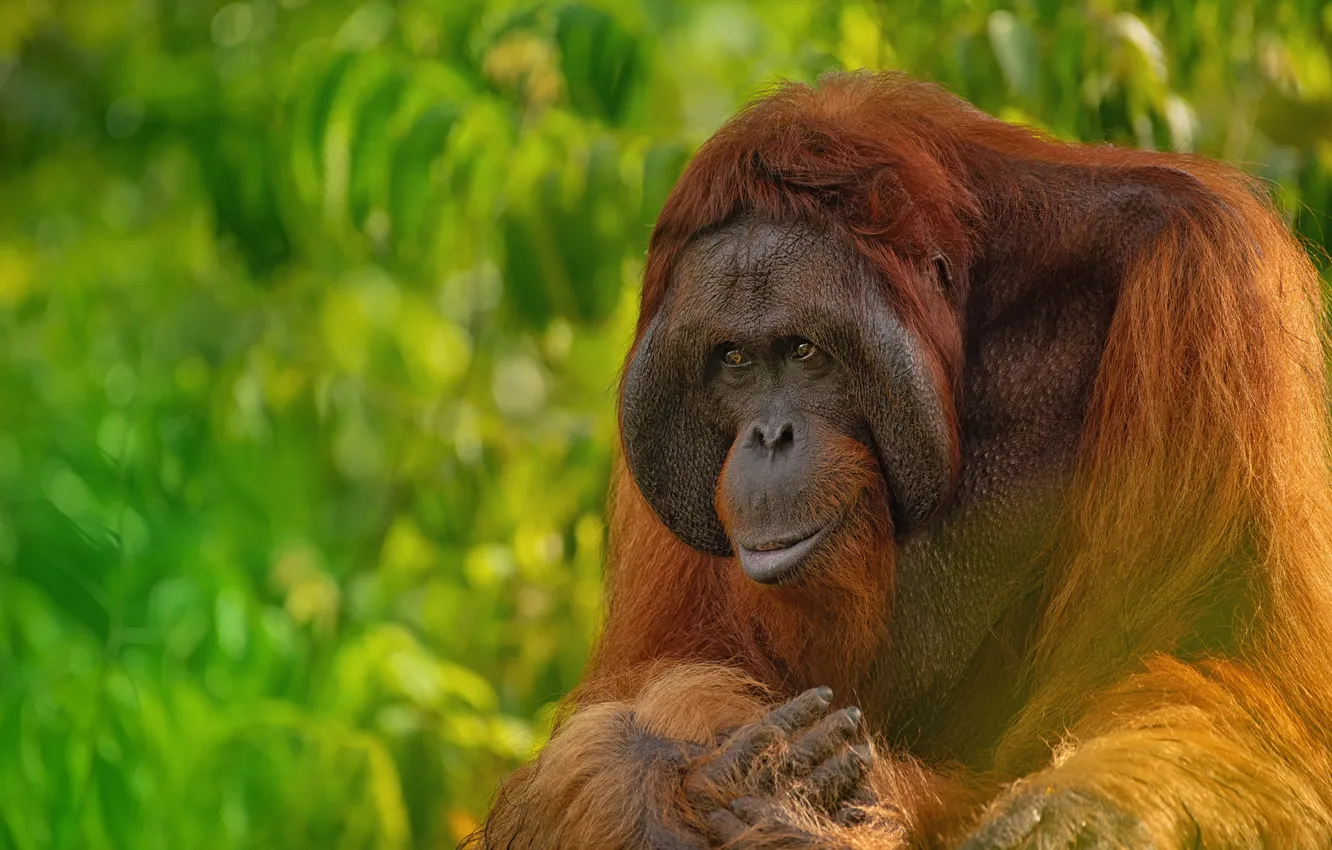 Фото обои monkey, nature, portrait, palm, primate, orang-utan, orangutan