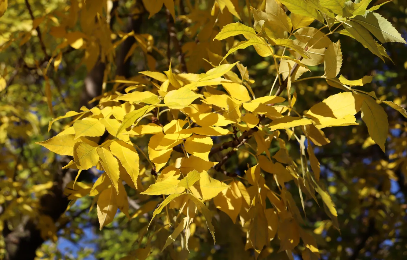 Фото обои осень, свет, ветки, дерево, листва, желтые, осенние листья