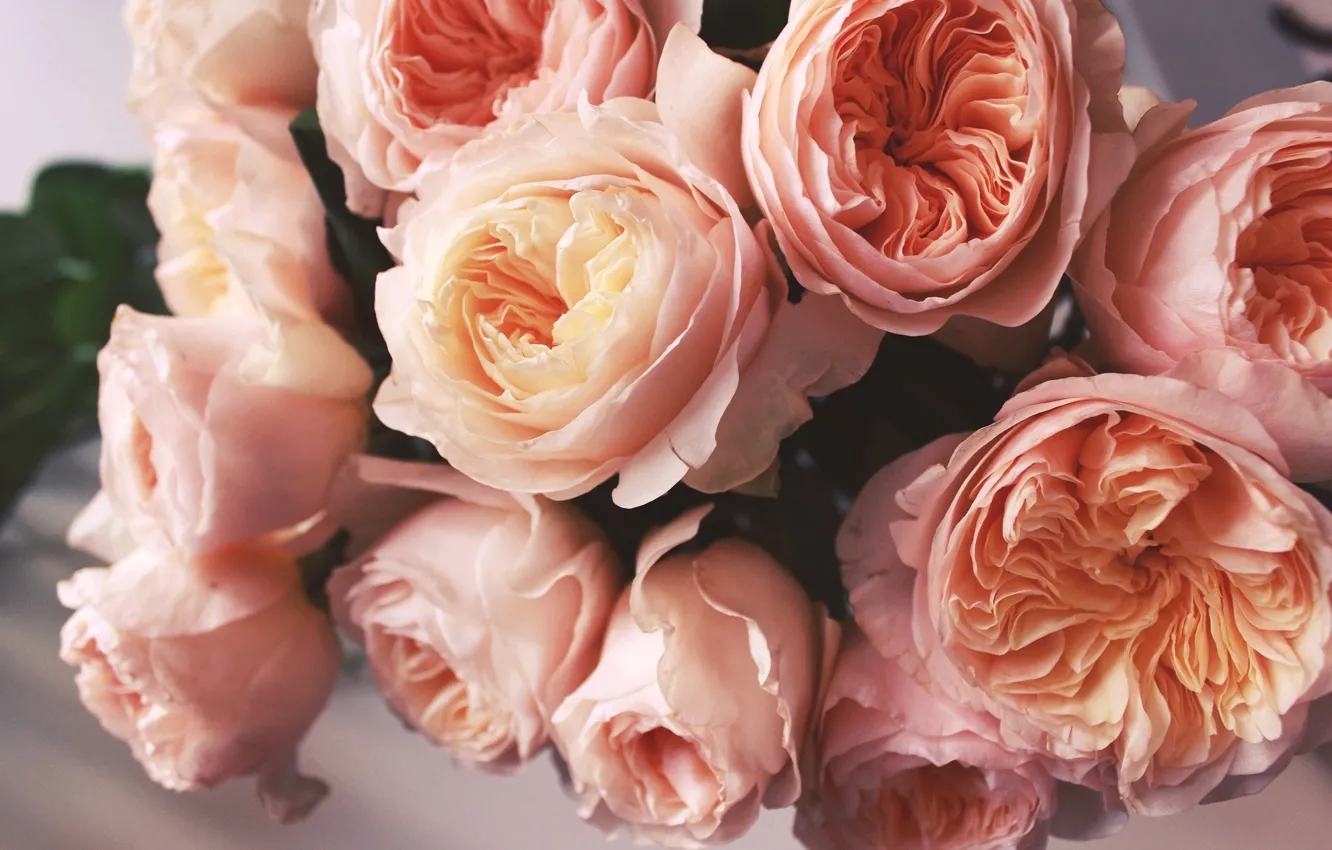 Фото обои розы, бутоны, персиковый