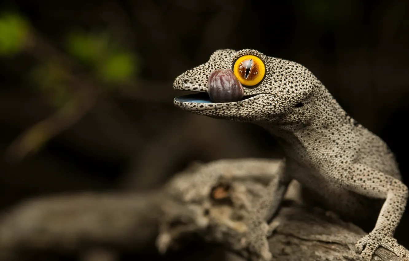 Фото обои tailed gecko, Strophurus spinigerus, Soft spiny