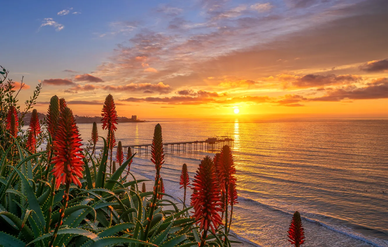 Фото обои море, закат, цветы, берег, алоэ, Сан-Диего