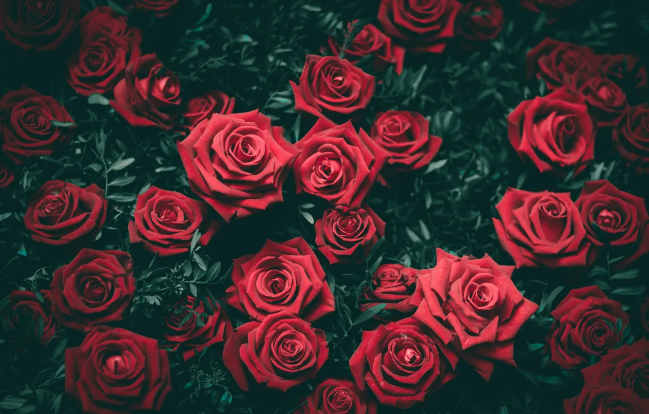 Фото обои цветы, куст, розы, красные, бутоны