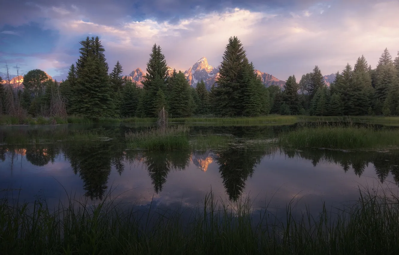 Фото обои лес, небо, озеро, вечер, ели