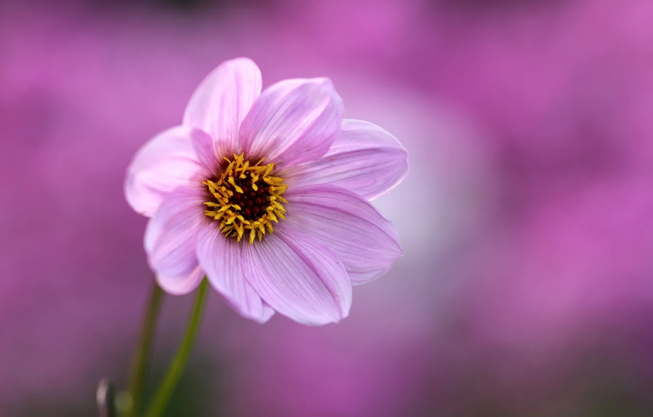 Фото обои цветок, фон, розовый, георгин
