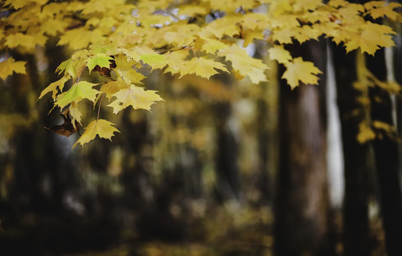 Фото обои осень, листья, дерево, желтые, оранжевые, клен