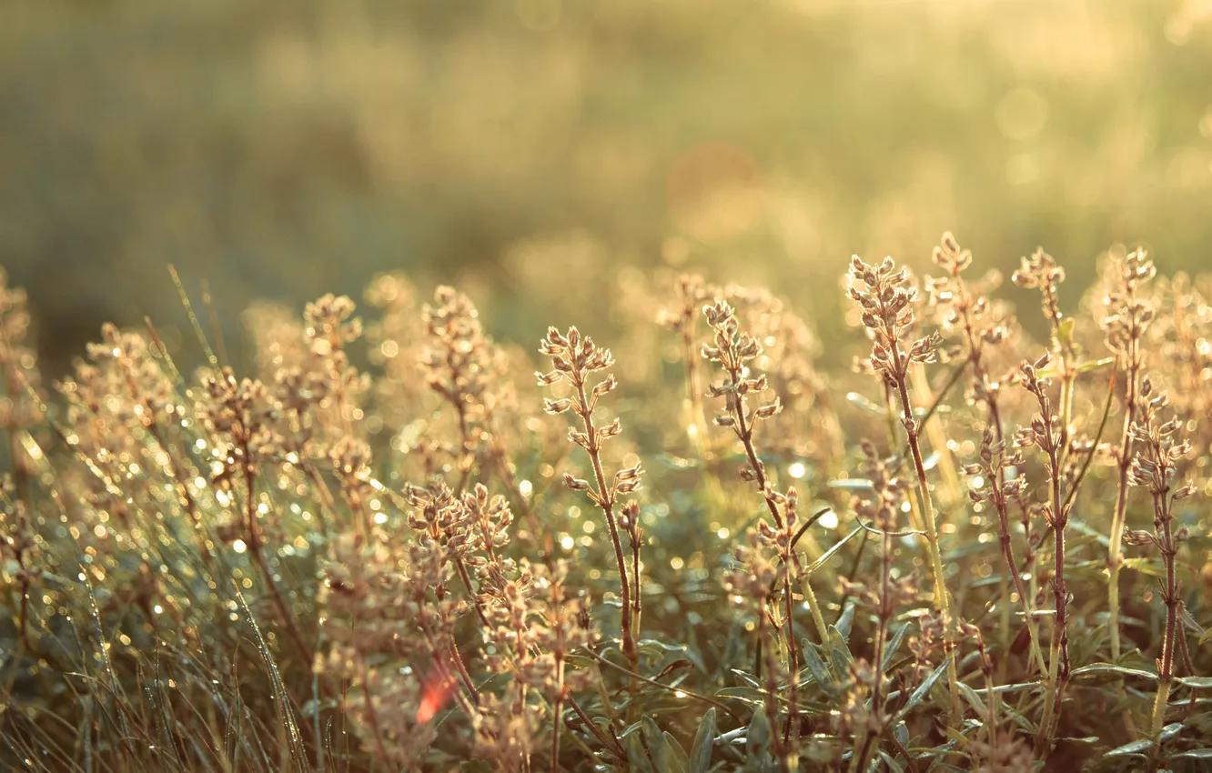 Фото обои роса, Макро, красиво, дымка, полевые растения