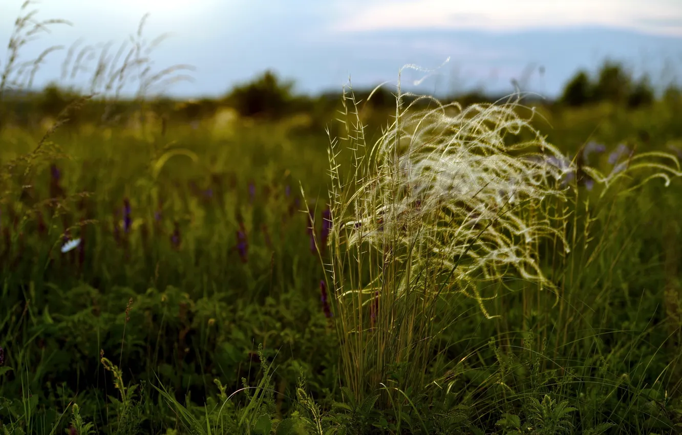 Фото обои поле, трава, природа