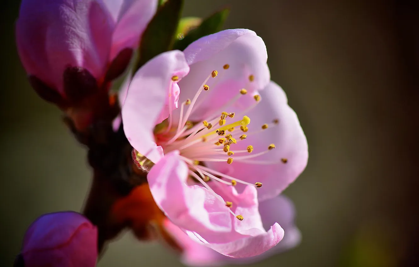 Фото обои макро, цветы, ветка, весна, розовые