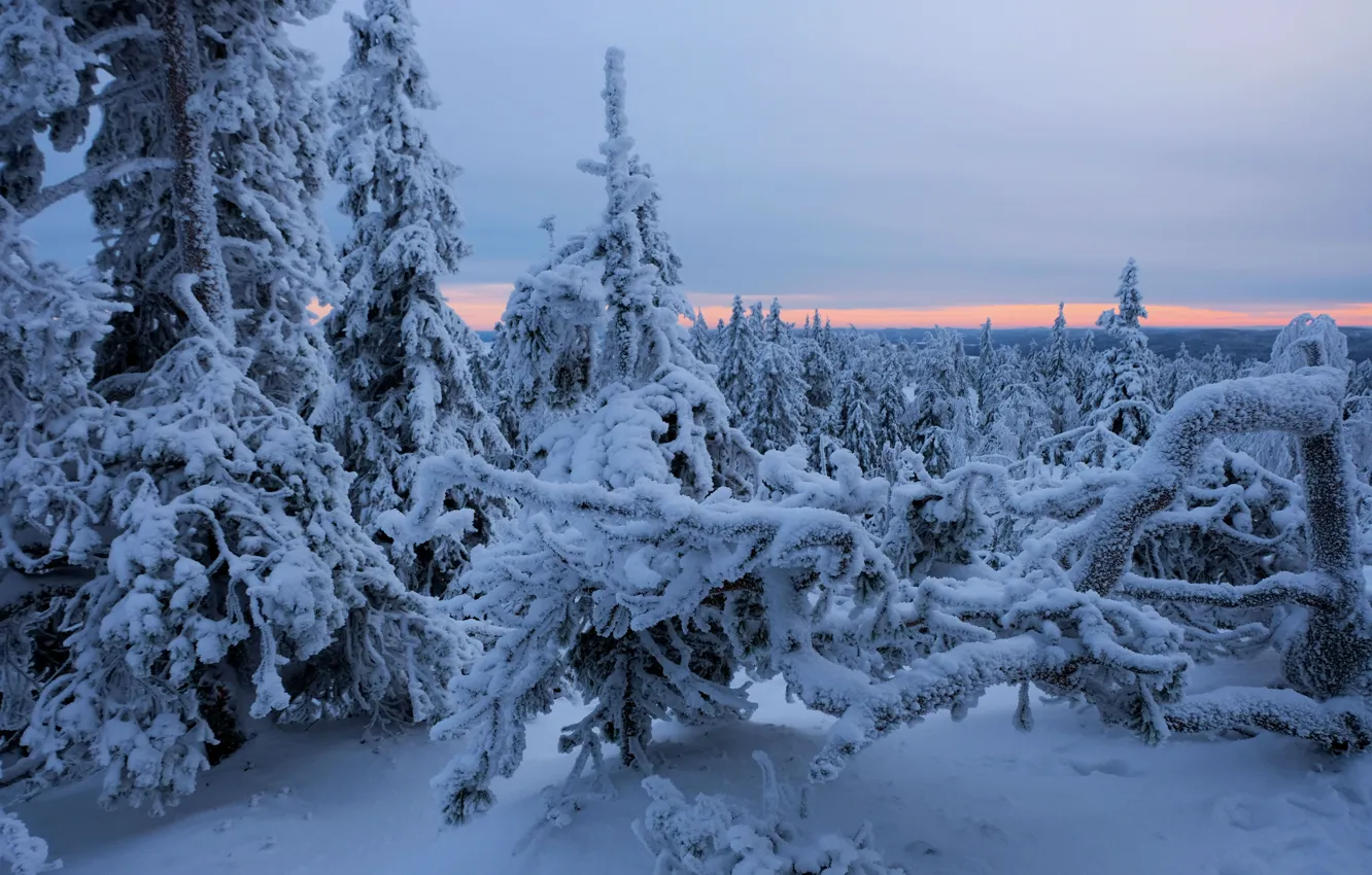 Фото обои зима, лес, снег, деревья, ели, Финляндия, Finland, Северная Карелия