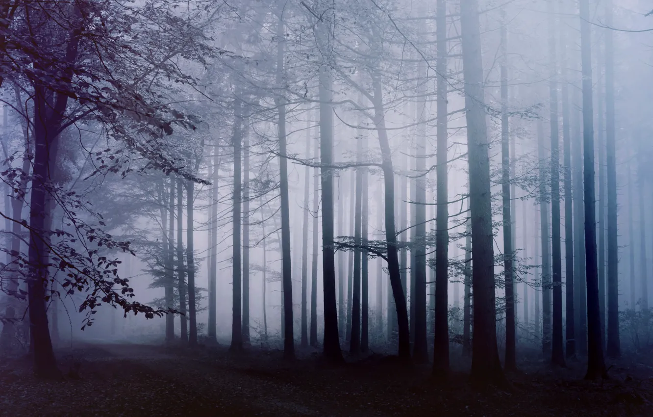 Фото обои лес, туман, утро, дорожка