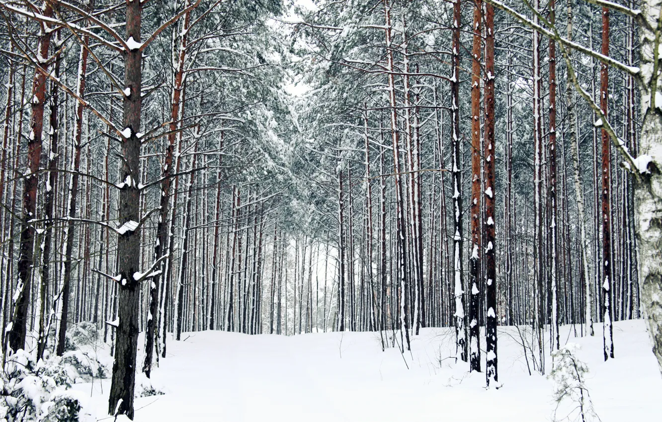 Фото обои зима, лес, снег, деревья, тропа, мороз, дорожка, forest
