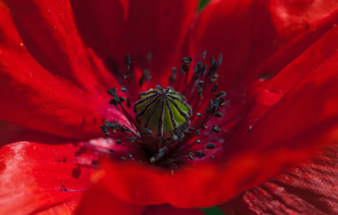 Фото обои Макро, Macro, Red Poppies, Красный Мак
