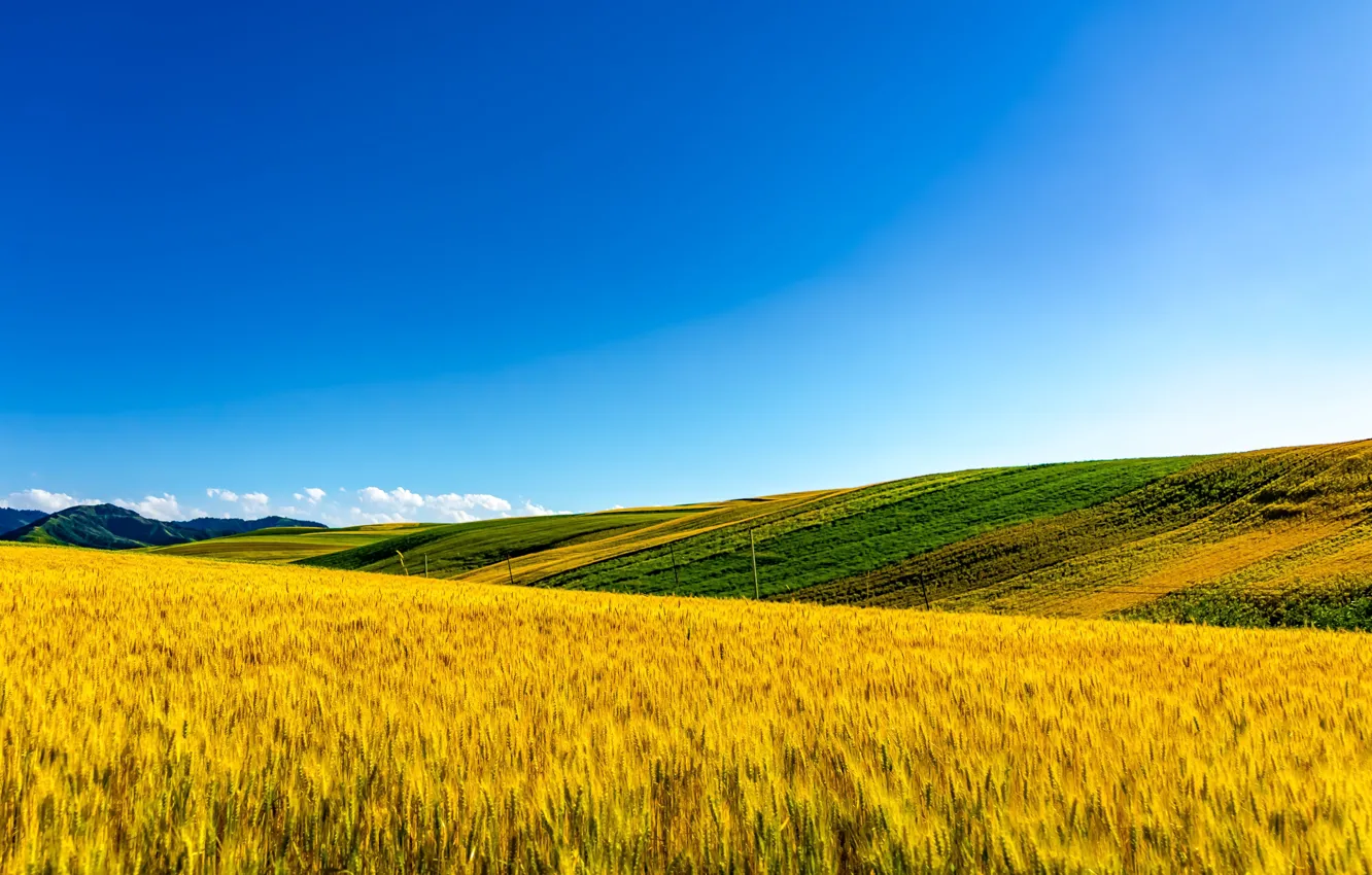 Фото обои лето, трава, поля, красота, grass, fields, beauty, blue sky