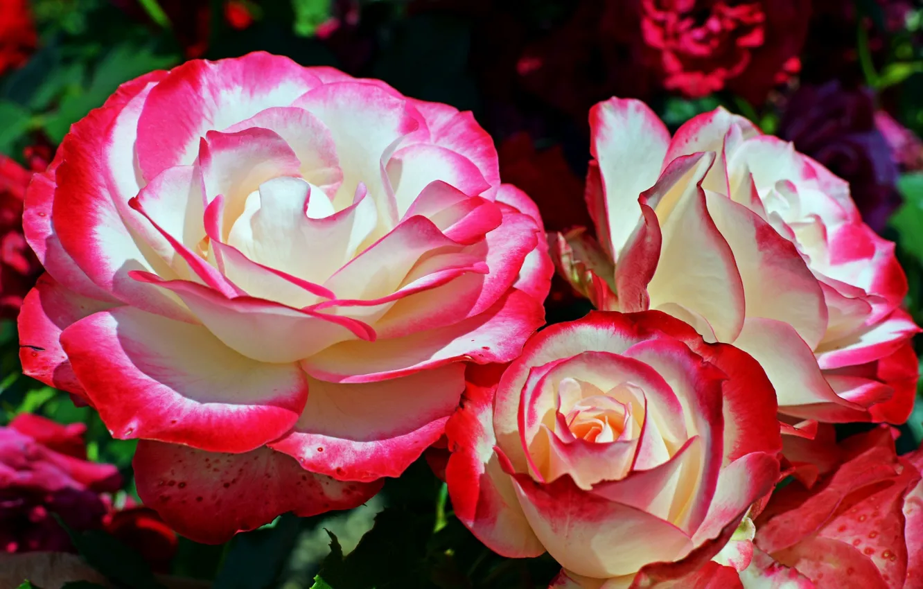 Фото обои цветы, розы, красота, лепестки
