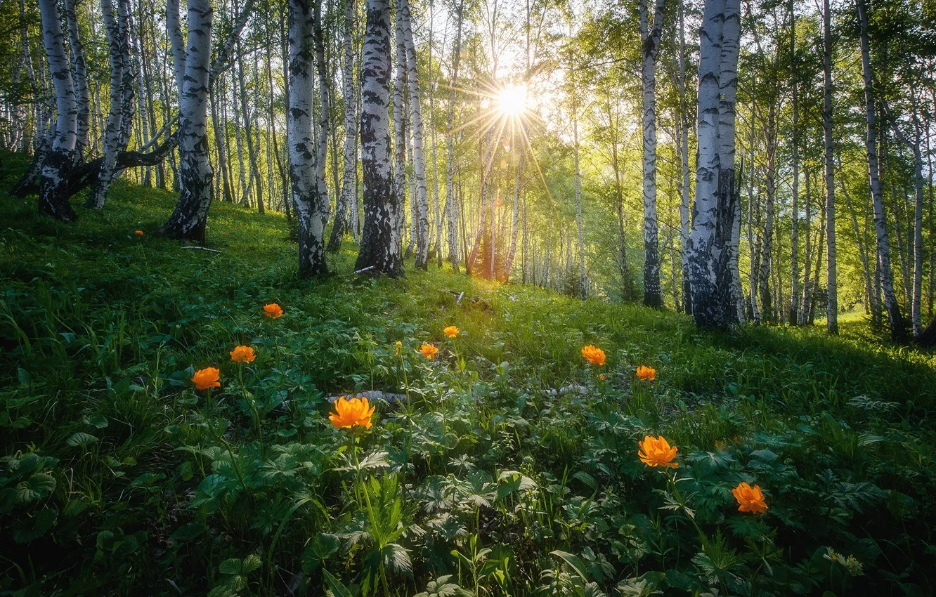 Фото обои лес, лето, солнце, лучи, свет, цветы, березы, Россия