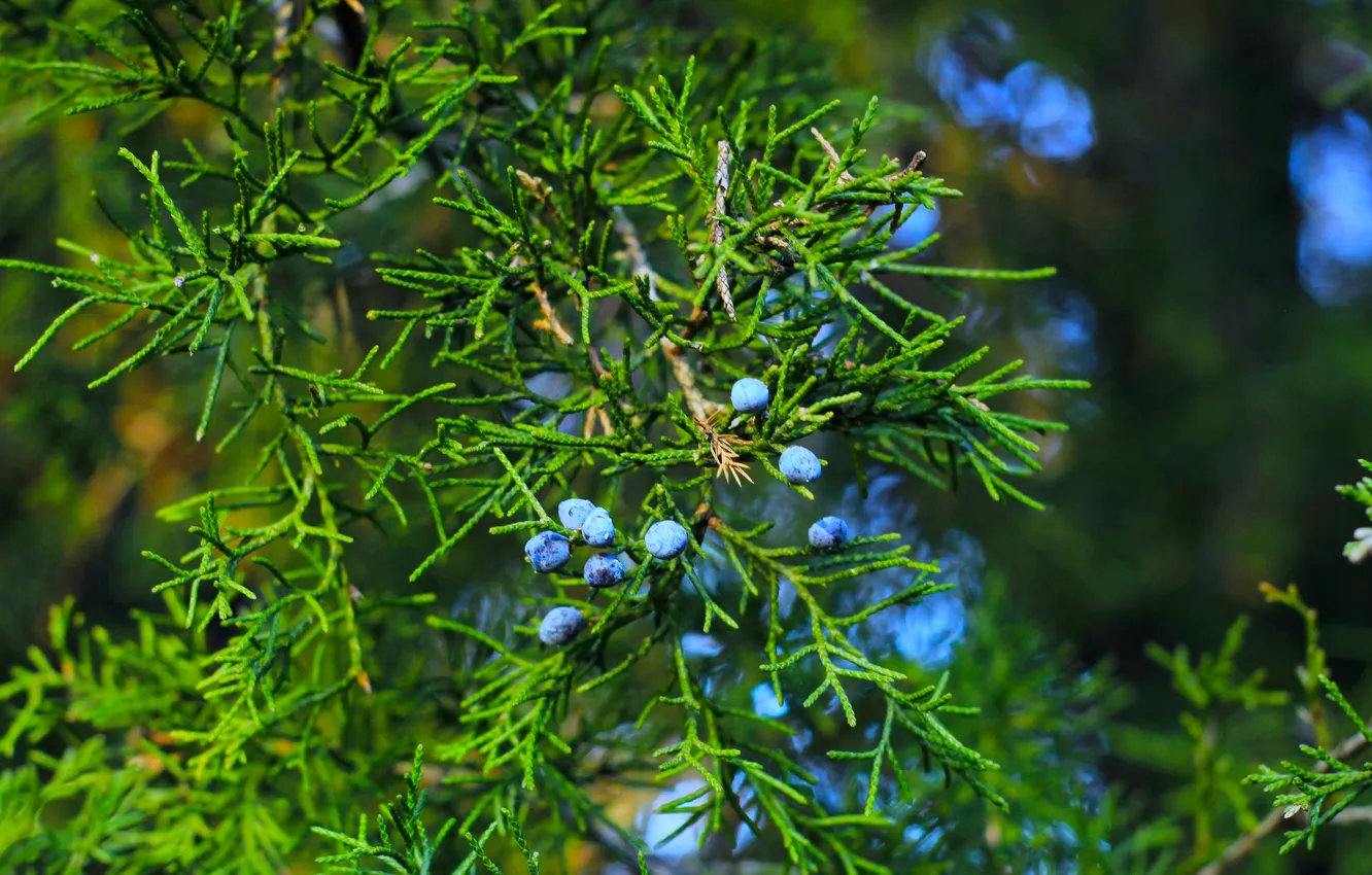 Фото обои blue, fruit, twig