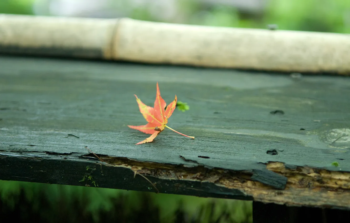 Фото обои осень, скамейка, лист