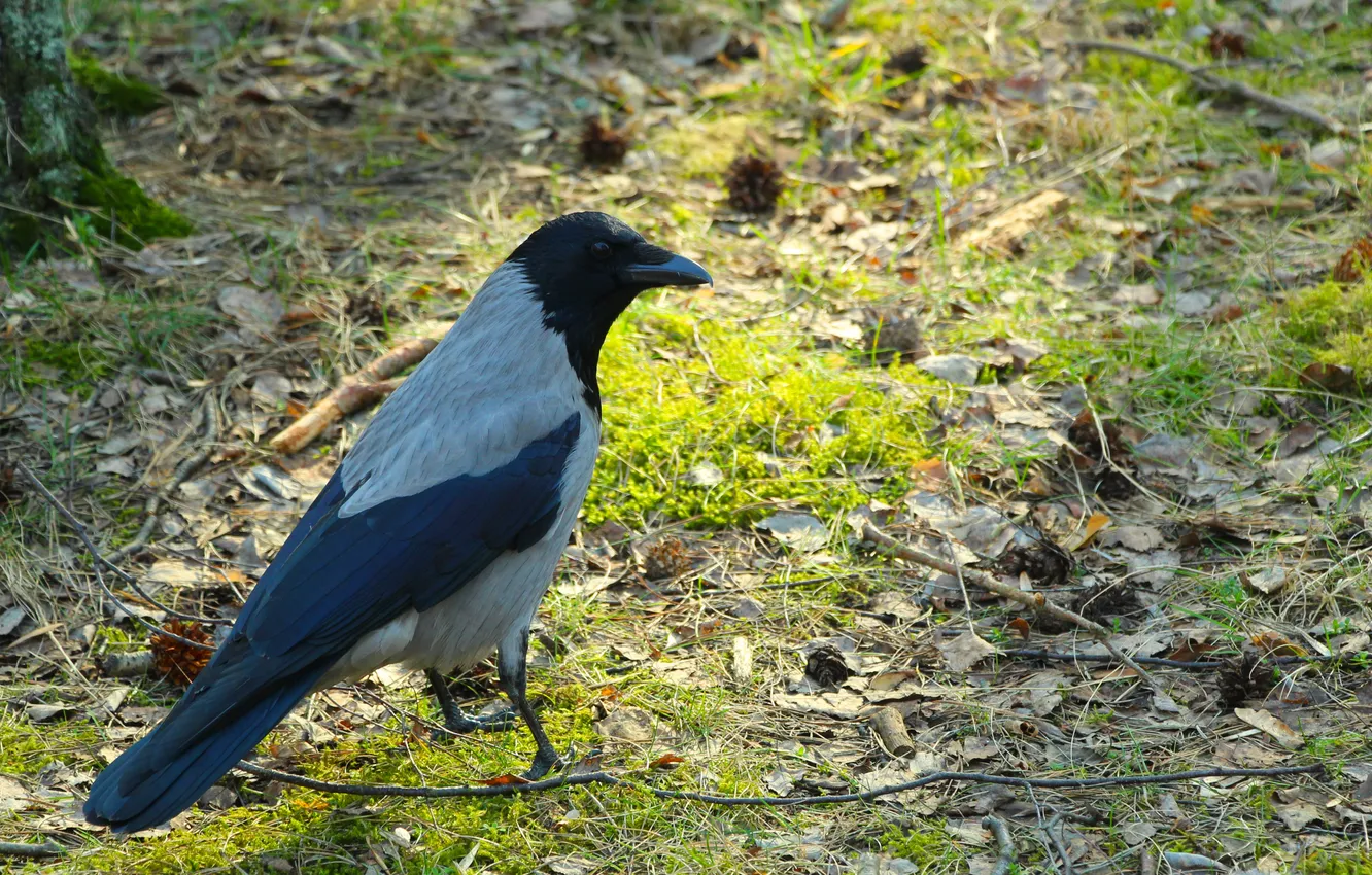 Фото обои grass, bird, crow