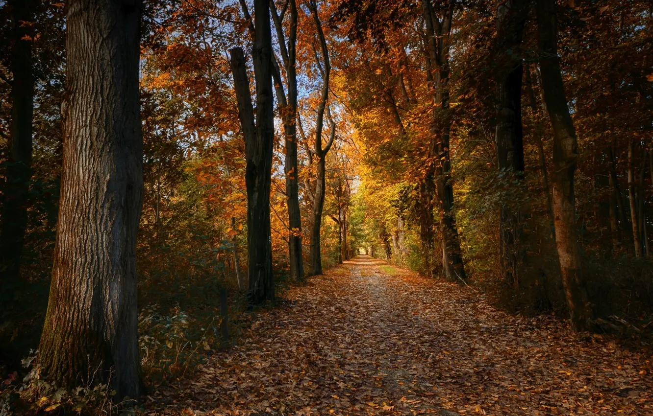 Фото обои Дорога, Осень, Лес