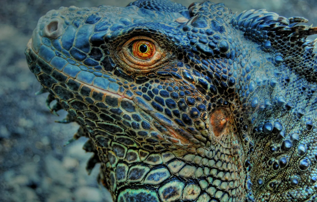 Фото обои eye, lizard, Iguana, skin, reptile, Indonesia, Bali Zoo