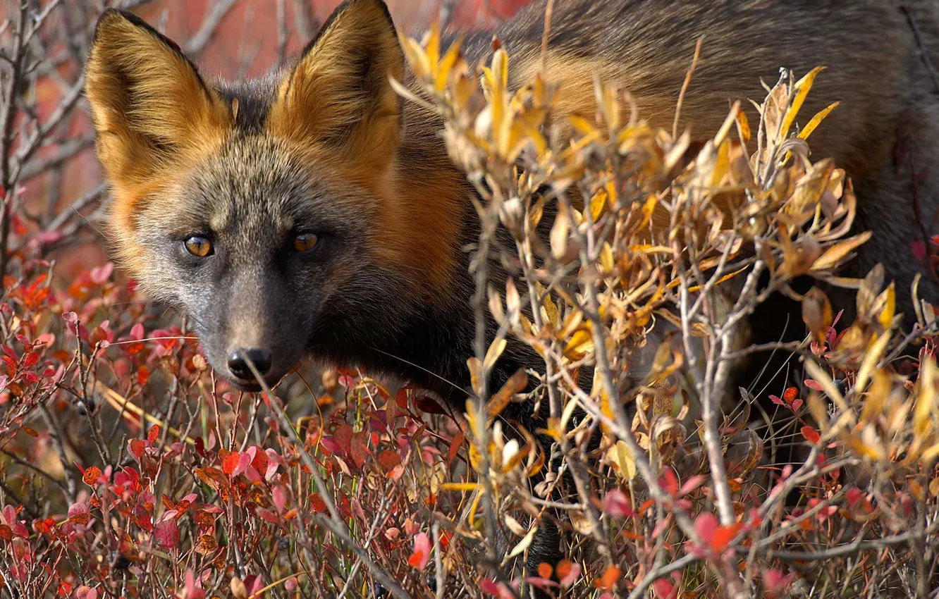 Фото обои осень, природа, животное, Канада, лиса, лисица, кустарники