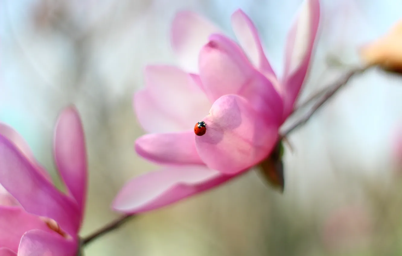 Фото обои pink, flowers, sun, bokeh, spring, daisy, sunflower, magnolia