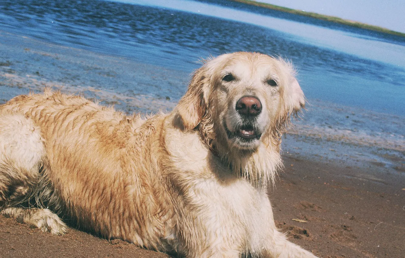 Фото обои песок, море, пляж, вода, собака, речка