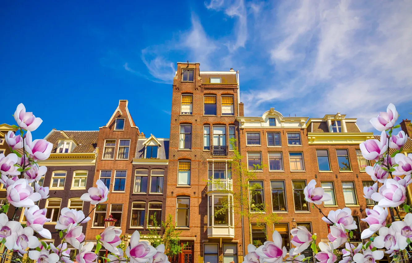 Фото обои весна, Амстердам, цветение, blossom, Amsterdam, flowers, old, spring