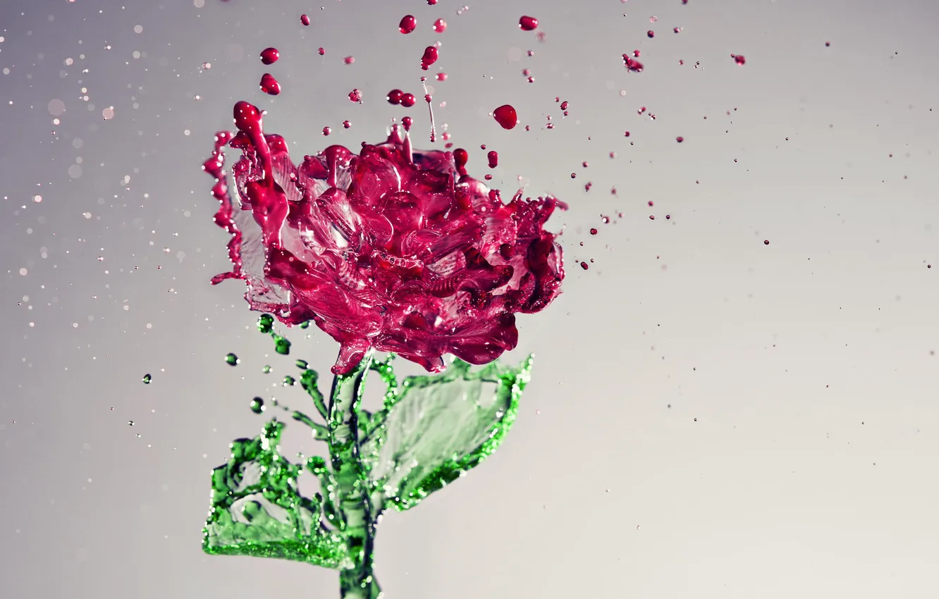 Фото обои цветок, вода, капли, роза, красота, flower, water