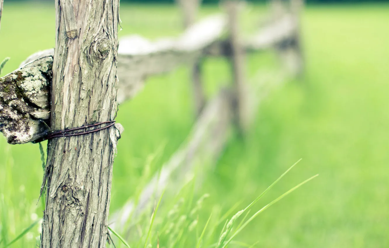 Фото обои поле, лето, трава, дерево, забор, проволока, field, fence