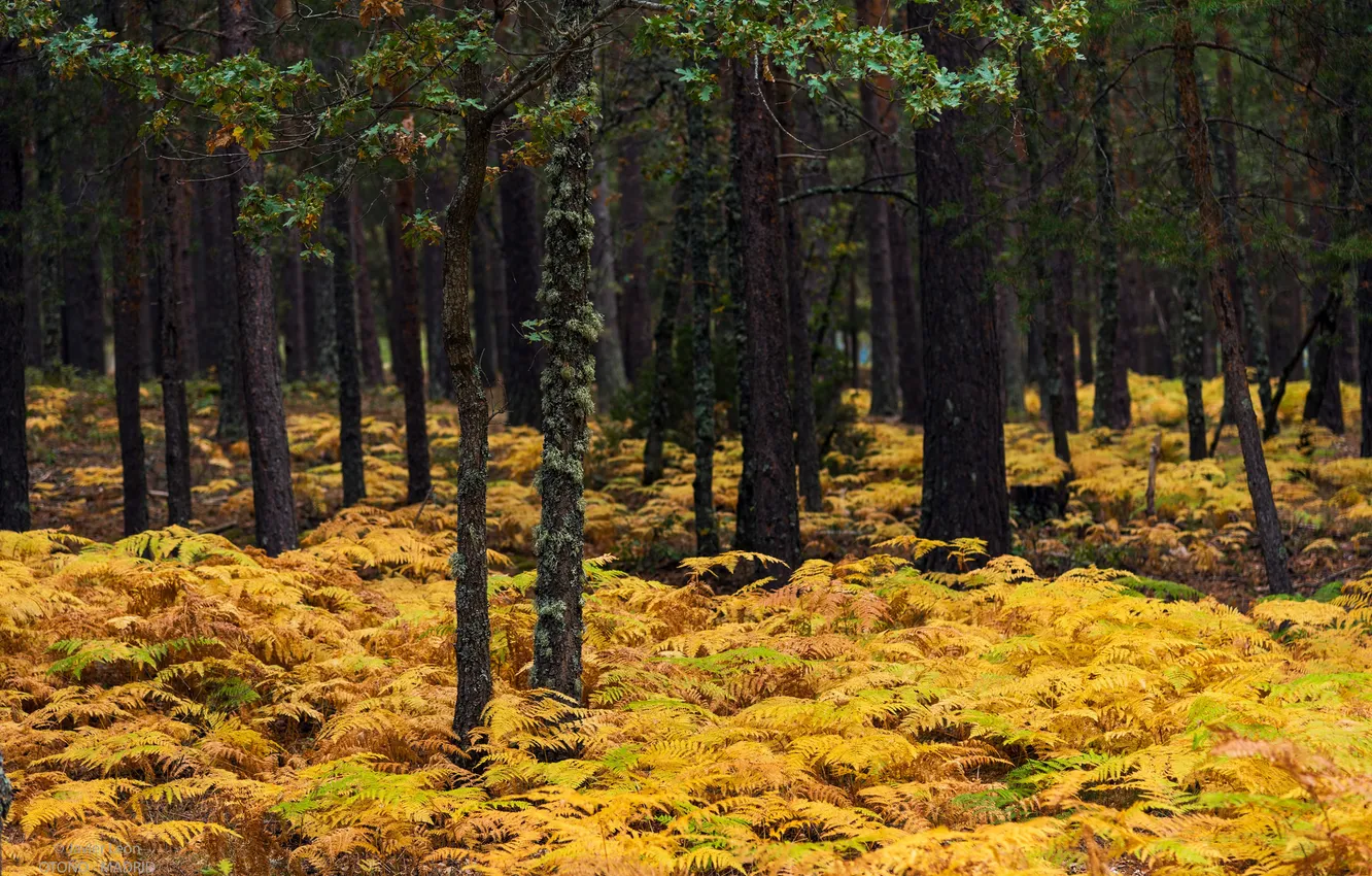 Фото обои осень, лес, деревья, кусты