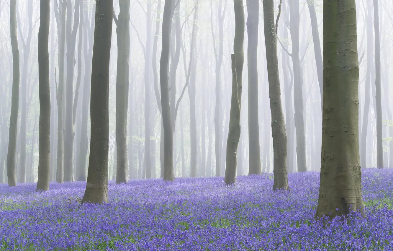 Фото обои деревья, цветы, туман
