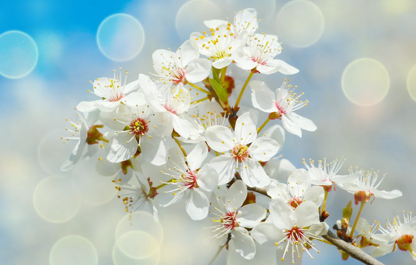 Фото обои white, flower, spring, blooming