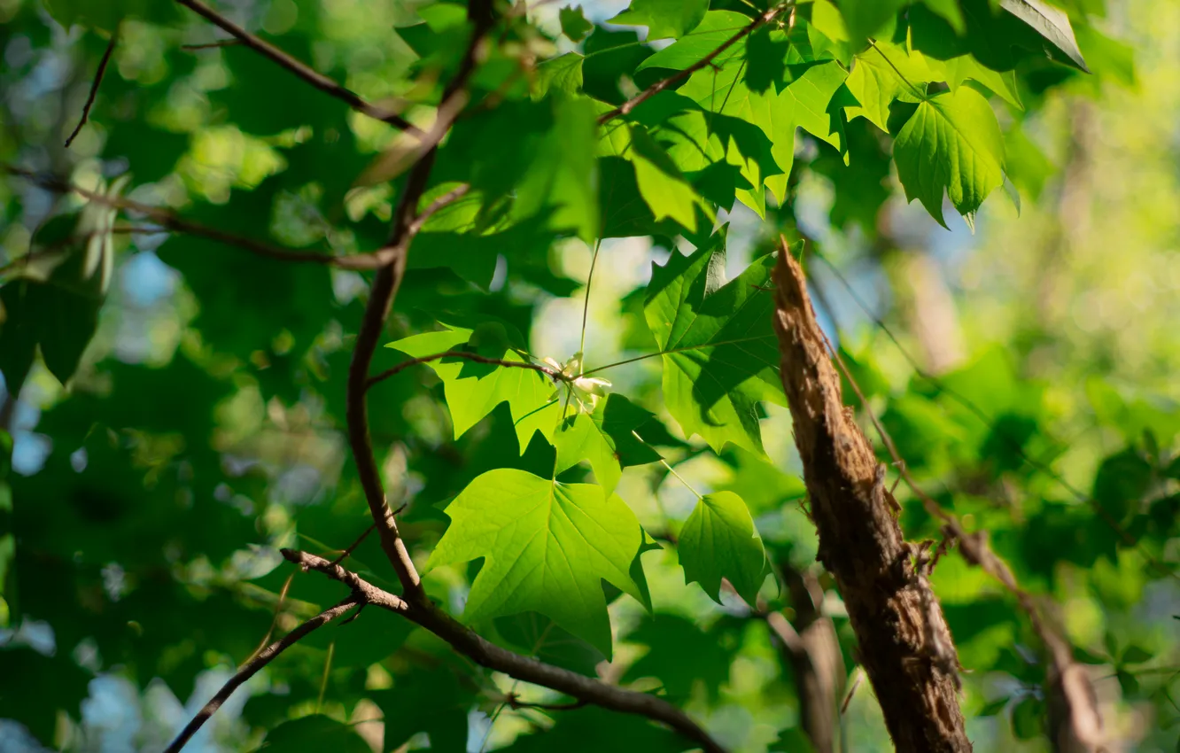 Фото обои Nature, Green, Summer, Plant, Woodland, ly han