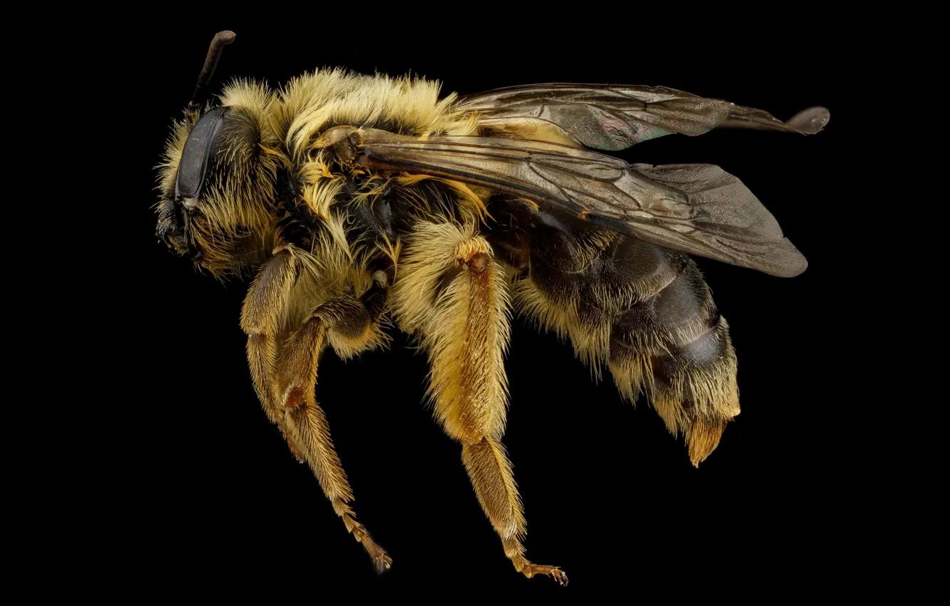 Фото обои природа, пчела, насекомое