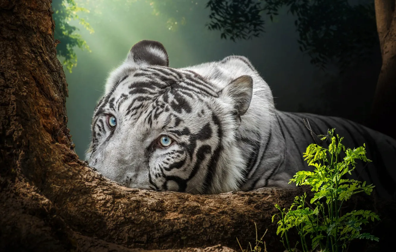 Фото обои взгляд, природа, тигр, животное, хищник, зверь
