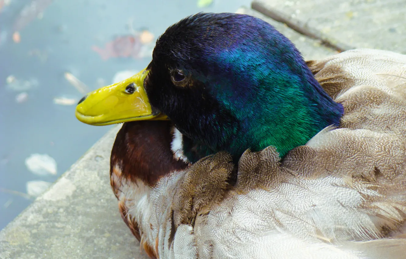 Фото обои синий, жёлтый, птица, голова, перья, клюв, зелёный, сидит