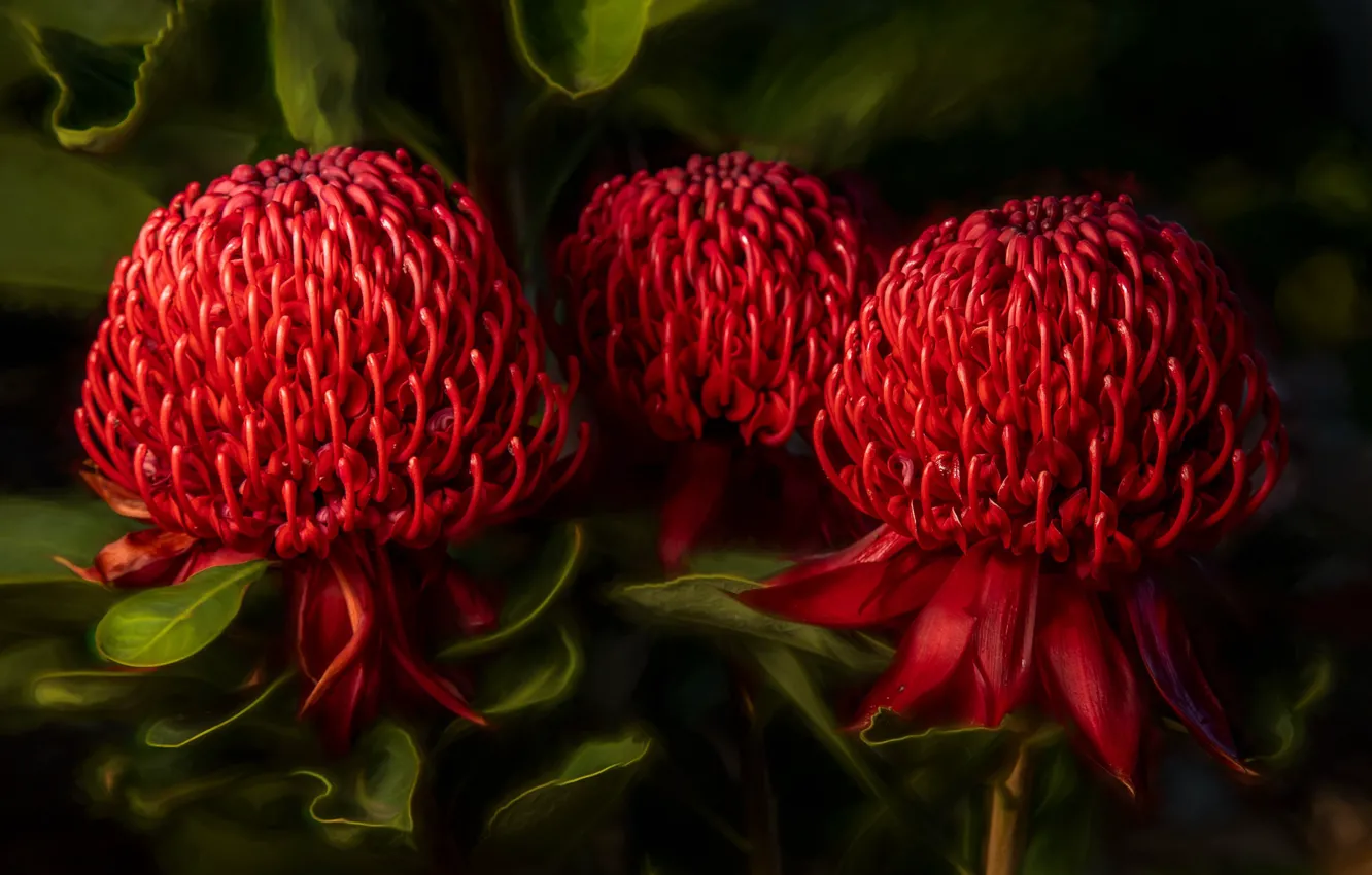 Фото обои цветы, зеленый, фон, яркие, обработка, красные, австралийские, шишкообразные