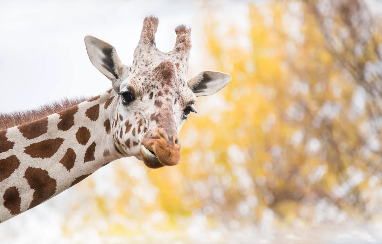 Фото обои природа, фон, жирафа