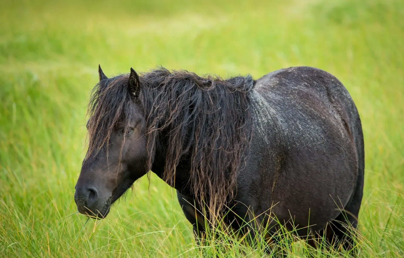 Фото обои трава, конь, лошадь, пастбище, грива