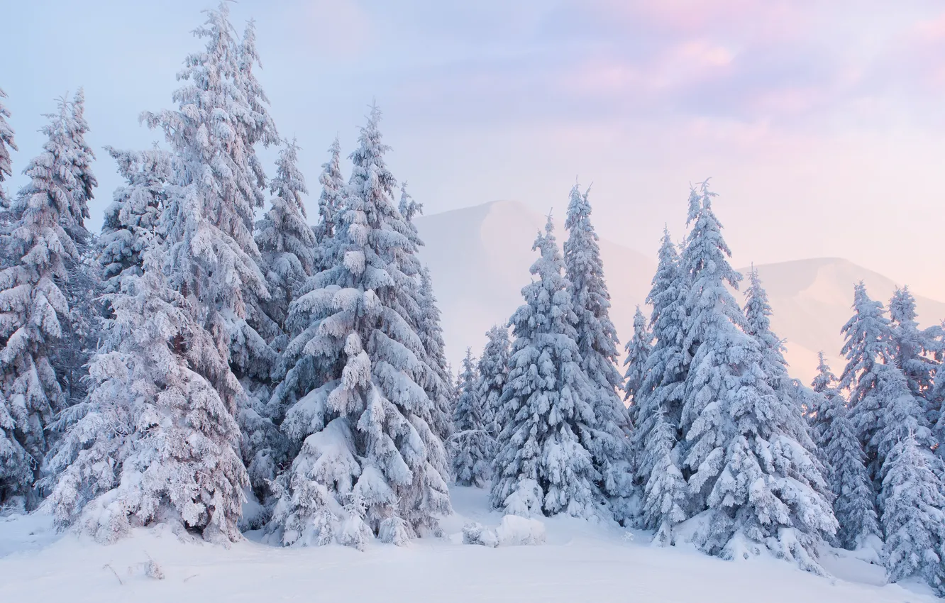 Фото обои зима, снег, рассвет, ёлки