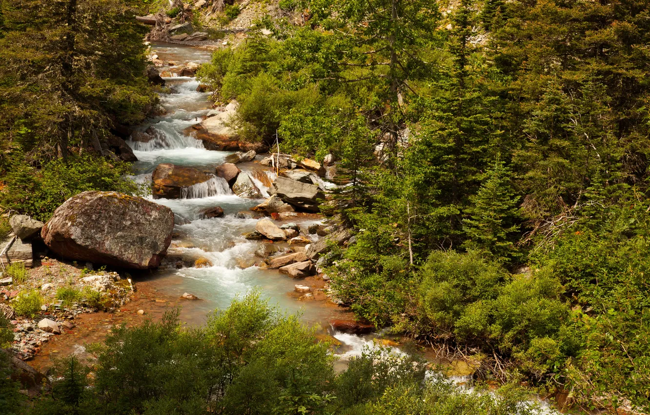 Фото обои лес, деревья, ручей, камни, США, Glacier National Park, Montana